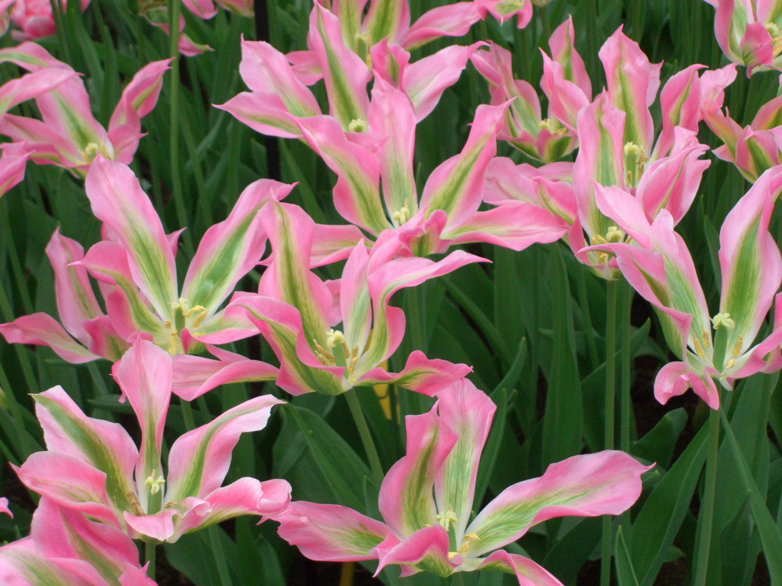 Netherlands Keukenhof